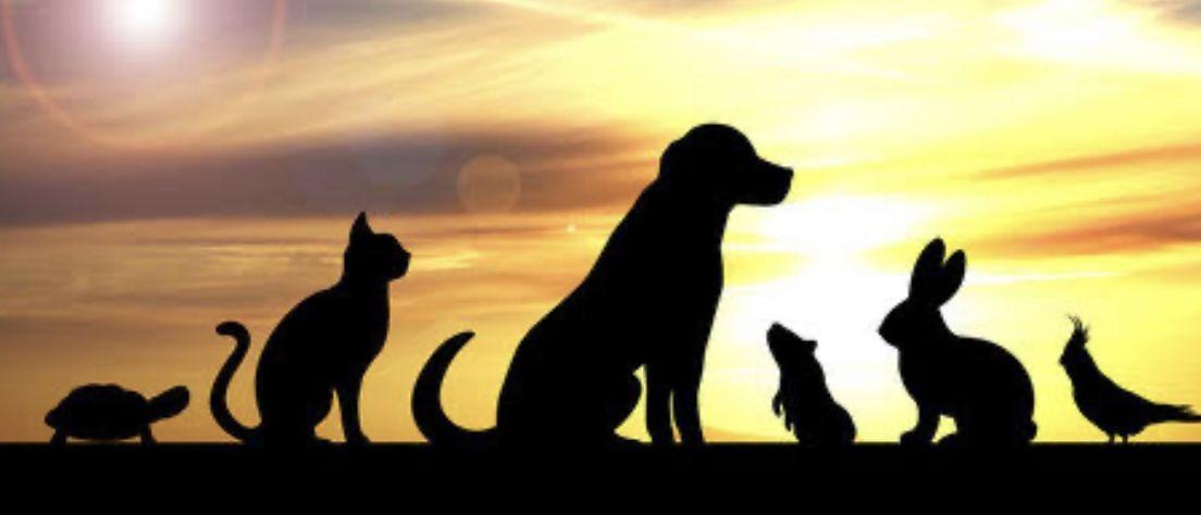 A person and their dog together at sunset